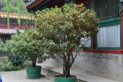 盆栽桂花怎么管理，分享桂花日常管理6大要點"
