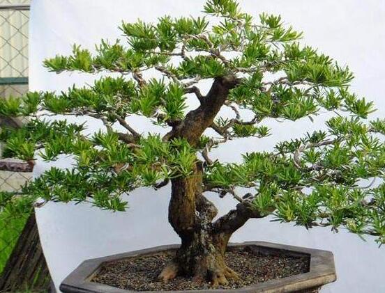 羅漢松盆景怎么摘心，修剪頂部的生長點(樹梢枝為10厘米最佳)"