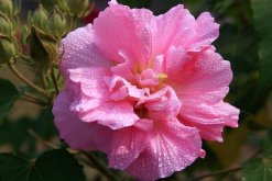 芙蓉花象征什么，富貴榮華(諧音)"