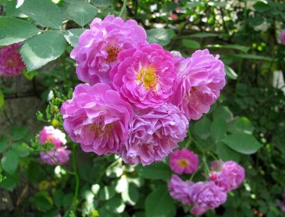 薔薇葉子發黃還能活么，薔薇花葉子發黃怎么辦"