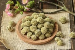 綠蘿花的功效與作用，可以降低三高"
