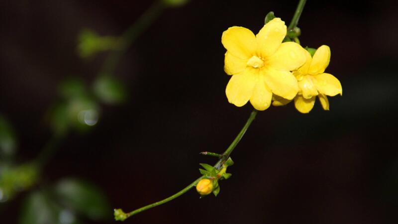 春天開的花有哪些"