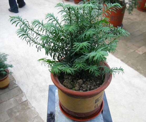如何養紅豆杉，土壤要豐富營養/肥水相結合"