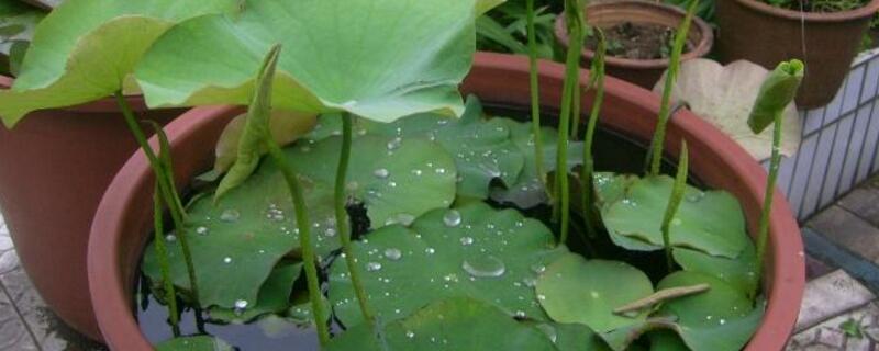 水缸種蓮藕什么時候種"