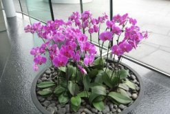 蝴蝶蘭怎么多開花,學(xué)會四個要點(diǎn)花開爆盆"