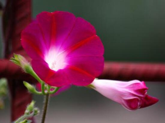 牽牛花的種植方法，教你簡(jiǎn)單易學(xué)的四種基本步驟"