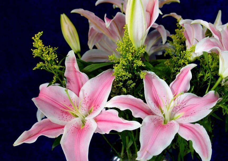 百合花怎么養水里，水培的4個注意事項"