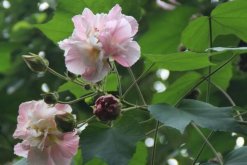 木芙蓉花有蕾不開花怎么回事，影響植株開花的5大因素"