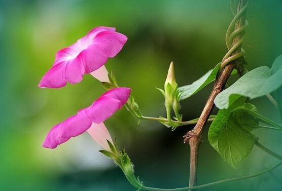 牽?；ㄓ卸締幔瑺颗；梢栽谑覂?nèi)養(yǎng)嗎