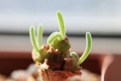碧光環怎樣繁殖，詳解碧光環如何扦插與播種"