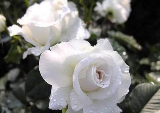 薔薇花什么時候施肥，薔薇花做到薄肥勤施原則"