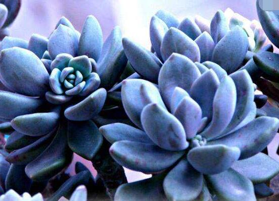 寶石花的花語是什么，代表著一種永不凋謝的愛、大富大貴"
