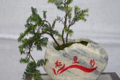 紅豆杉盆景養殖方法，做好這五步是關鍵"