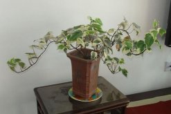 常春藤怎么養護，日常養護5大要點"
