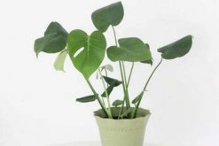 龜背竹什么時候開背，種植半年到一年時間自然開背"