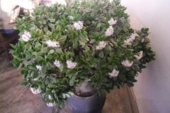 燕子掌會開花嗎，可以開花但是開花難度較高"