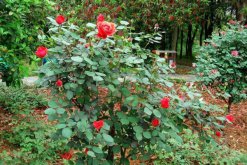 玫瑰花種植技術，建議在春秋季進行種植"