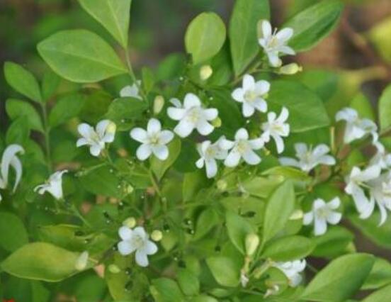 九里香花香的味道對人體有害嗎，有害/導(dǎo)致頭暈、胸悶"