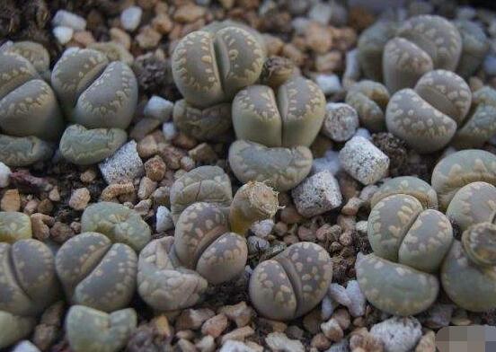 生石花怎么養護，做好五點生長美觀茂盛"