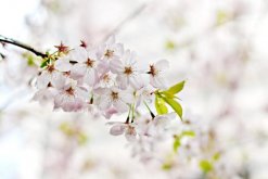 櫻花開花后怎么養護，及時修剪并補充養分"