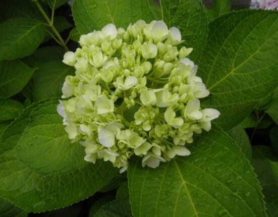 繡球花插花養護，教你四點有效養護措施(水養爆盆)"