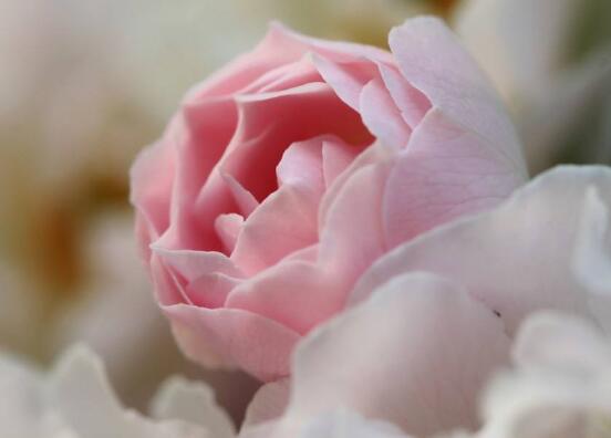 薔薇花的花語和傳說，薔薇花象征著愛情與愛的思念"