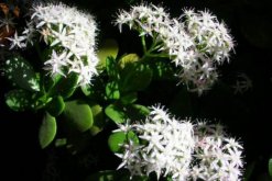 燕子掌幾年開花，需要養殖3年以上才能開花"