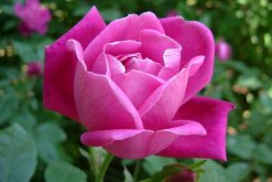月季花冬季要怎么養(yǎng)，安全過冬的5大要點(diǎn)"