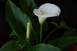 馬蹄蓮花語大全，介紹不同顏色的馬蹄蓮花語"