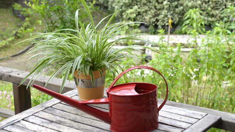啤酒澆花適合哪些植物"