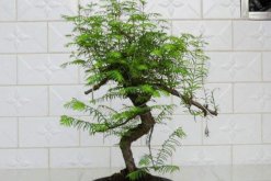 水杉怎么養，保證光照充足并控制好環境溫度"