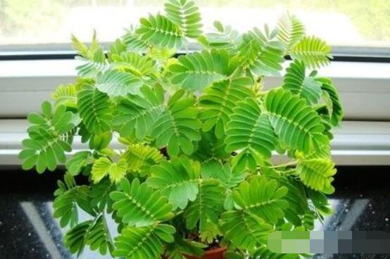 含羞草晚上會(huì)閉合嗎，會(huì)/屬于一種自然生長(zhǎng)澎壓現(xiàn)象"