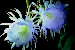 曇花的花語和傳說，曇花一現只為韋陀"