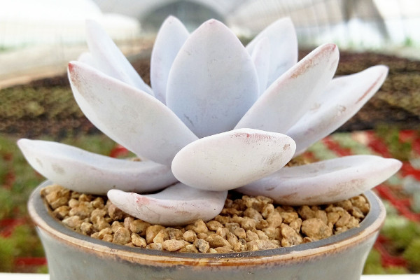 多肉植物雪蓮怎么養，5~25℃的環境內都能存活"