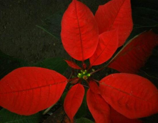 一品紅花期多長時間，一品紅花期長達100天(12月-次年2月)"