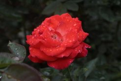 月季花冬天會(huì)凍死嗎，-15℃以上可直接過冬"