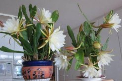 曇花多久開一次花，樹齡達到3年以后每年開一次花"