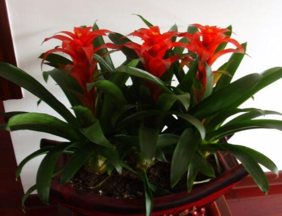 鴻運當頭開花后怎么辦，及時修剪殘花/分株繁殖"