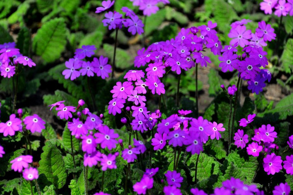 櫻花草的花語，除你之外別無他愛"