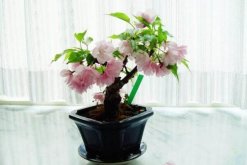 櫻花栽植技術(shù)及方法，栽植之前一定要修剪植株的根部"