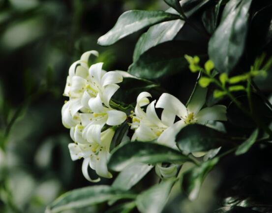 九里香花有毒嗎，無毒/制作香精香料、泡茶泡酒喝"