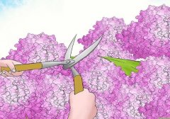 繡球花怎么修剪，繡球花的修剪方法圖解"
