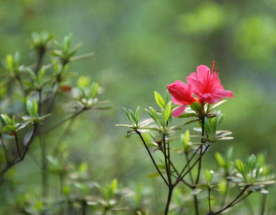 杜鵑花花后怎么修剪，老農(nóng)教你五大基本要點(diǎn)"