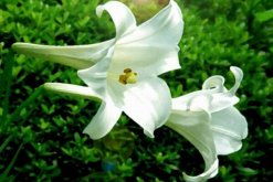 香水百合的花期，每年的夏季開花（花期在2個月左右）"
