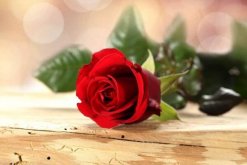 玫瑰花送幾朵代表什么，求婚首選99朵玫瑰花"