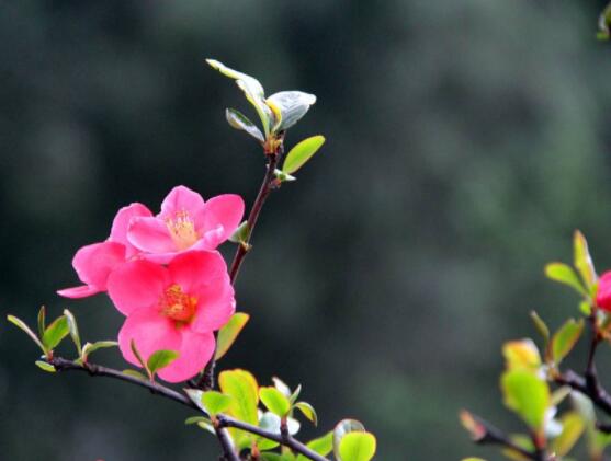 海棠花好養嗎，好養/老農總結最簡單五種養殖方法"