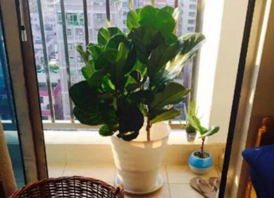 橡皮樹(shù)泡水幾天生根，最快半個(gè)月時(shí)間生長(zhǎng)出根"