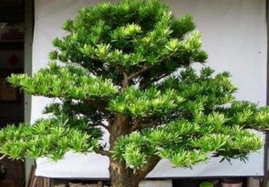 羅漢松的繁殖方法，羅漢松五大繁殖方法"