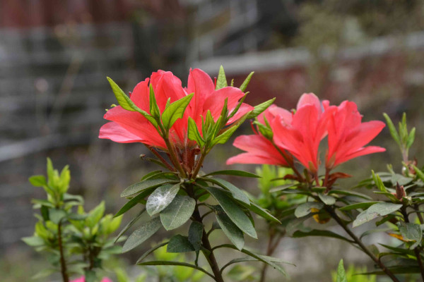 杜鵑花怎么修剪，花期前后疏葉剪殘花"