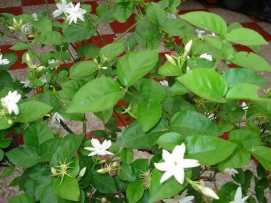 茉莉花的花語，茉莉花花語代表著你是我的"
